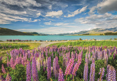 Clementoni: Pupins at Lake Tekapo 1500pc Compact Puzzle