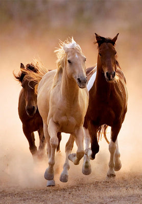 Jigsaw Puzzles, Running Horses 1000pc Compact Puzzle