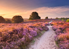 Ravensburger: Pink Pathway 1000pc Puzzle