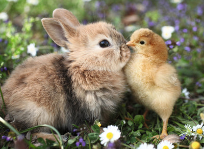 Jigsaw Puzzles, Ravensburger: Rabbit and Chick 500pc Puzzle