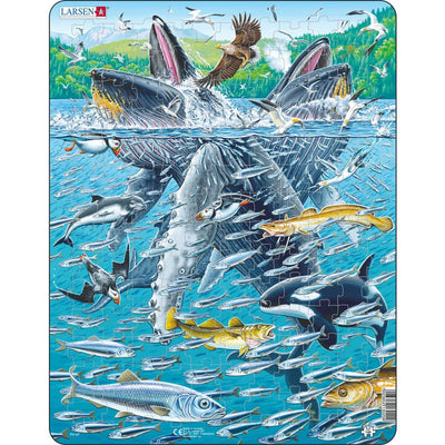Products, Humpback Whales